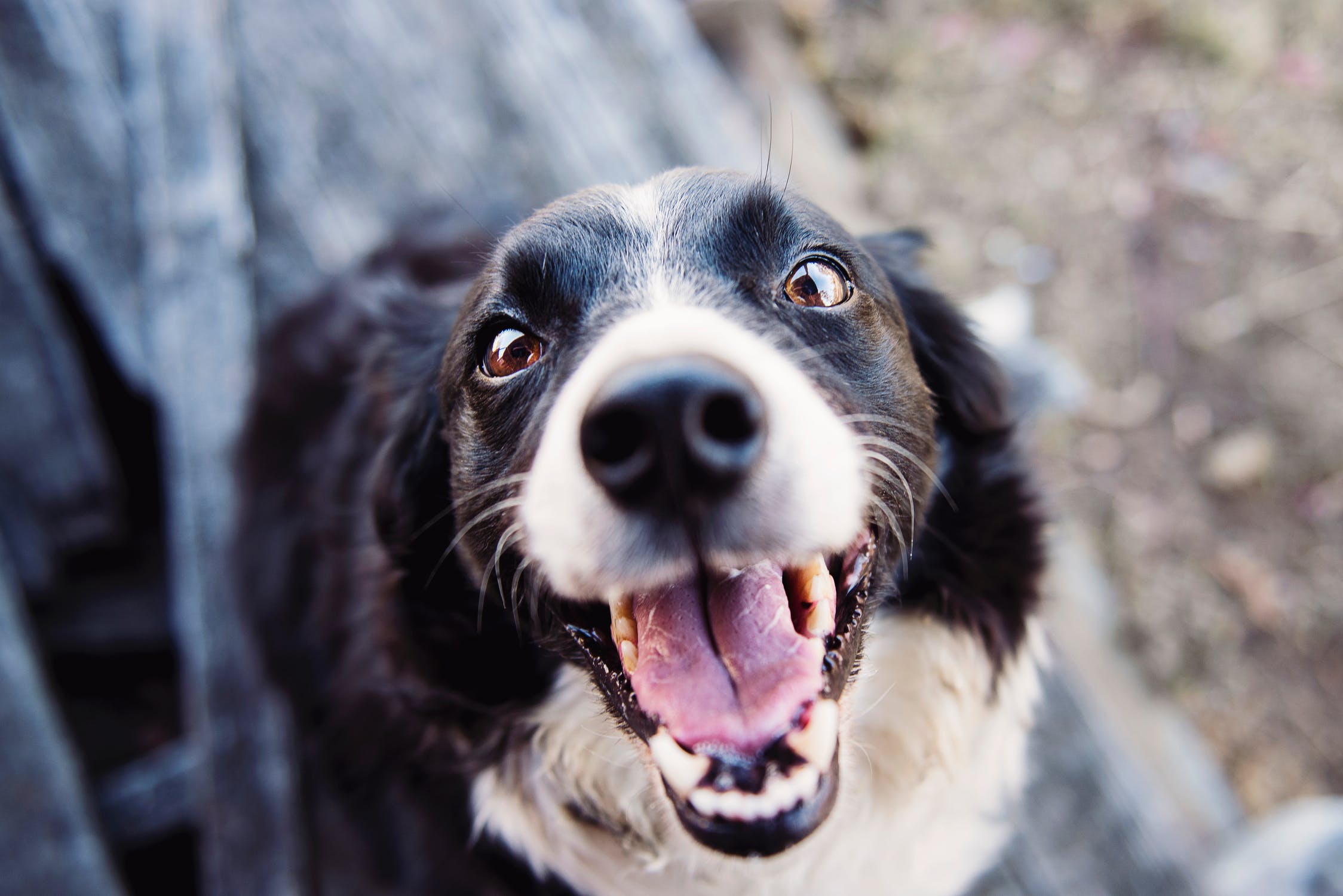 dog training in gresham