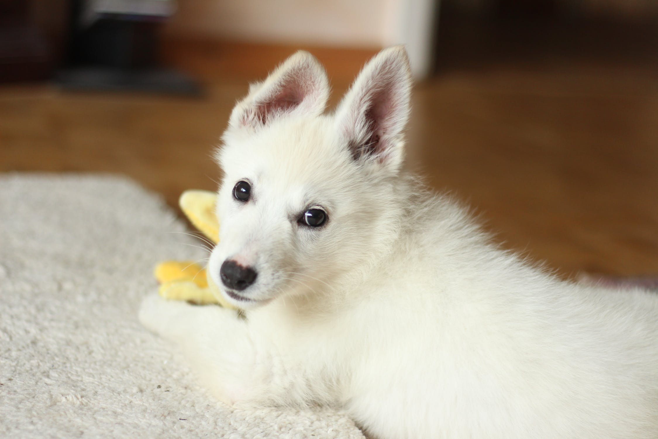 best dog training in gresham
