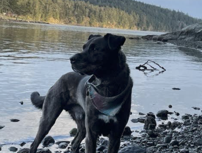 portland dog training portland dog training