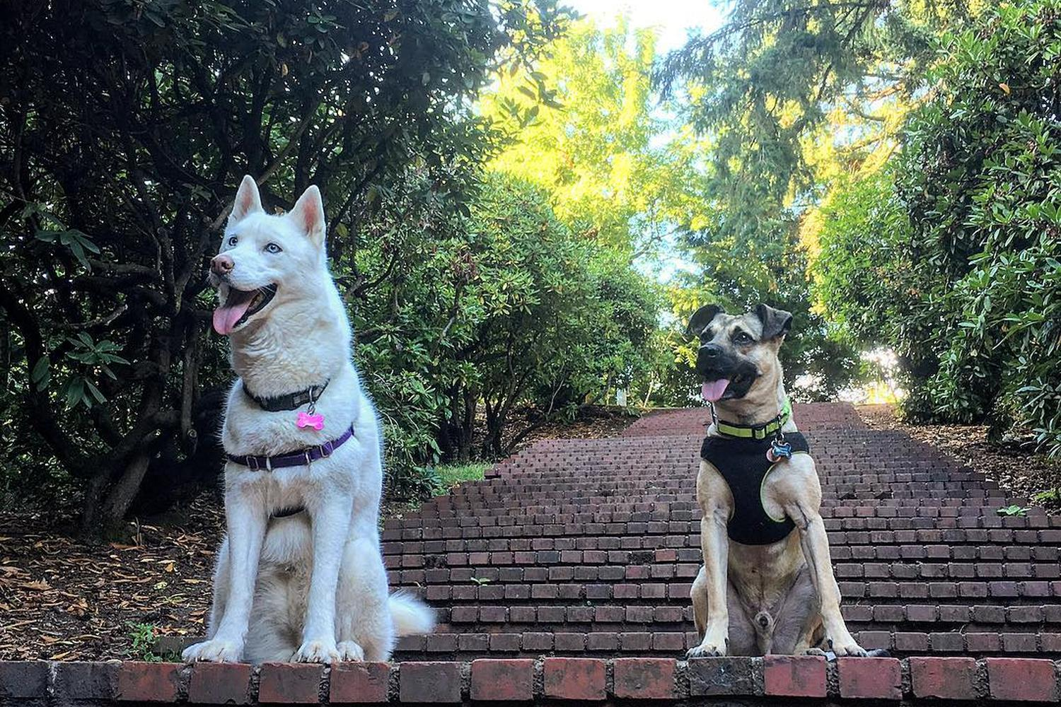 board and train programs in portland board and train programs in portland