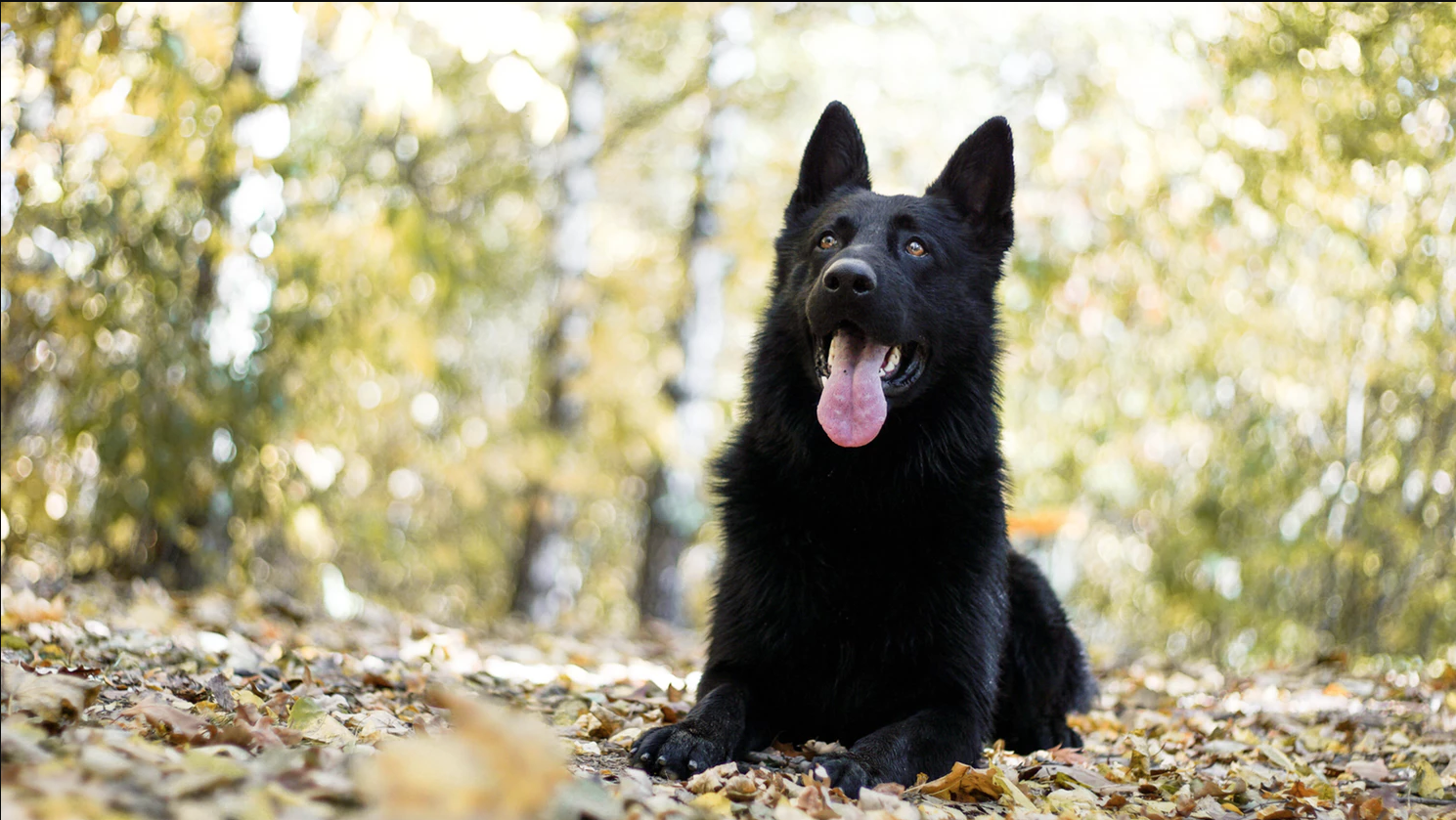 dog trainer in oregon dog trainer in oregon