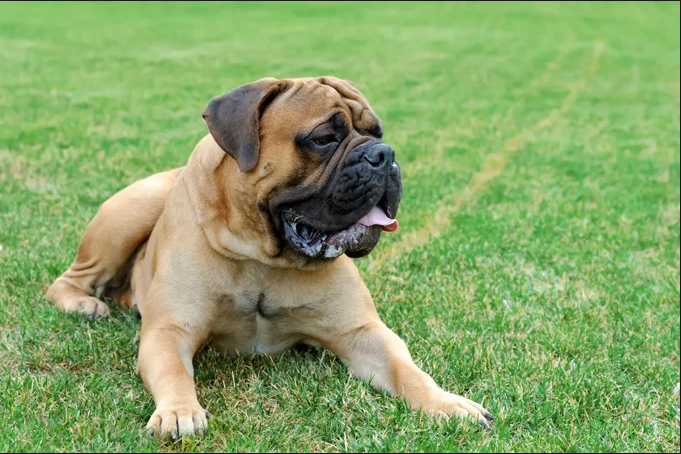 LIMA dog training methods LIMA dog training methods