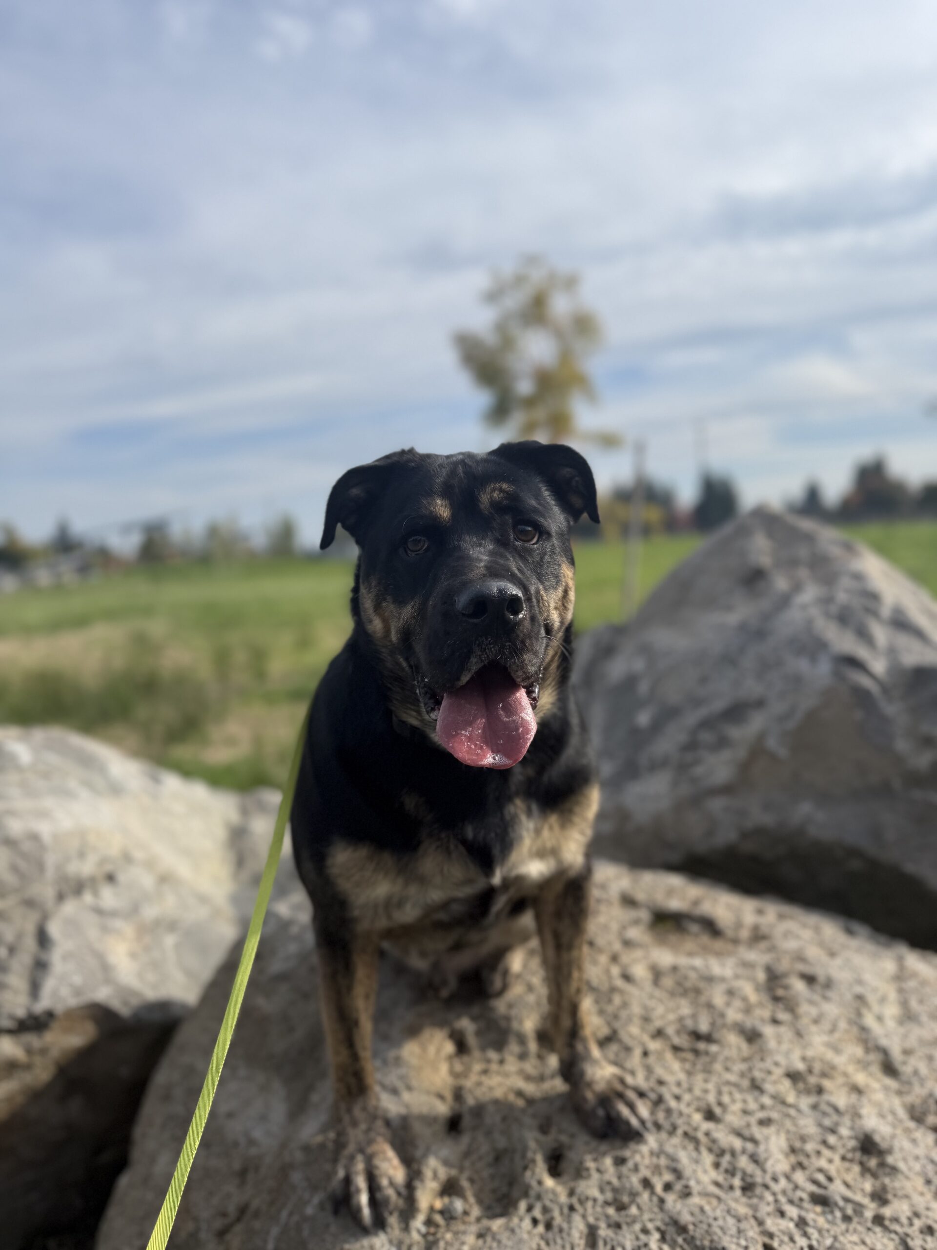 dog training in portland